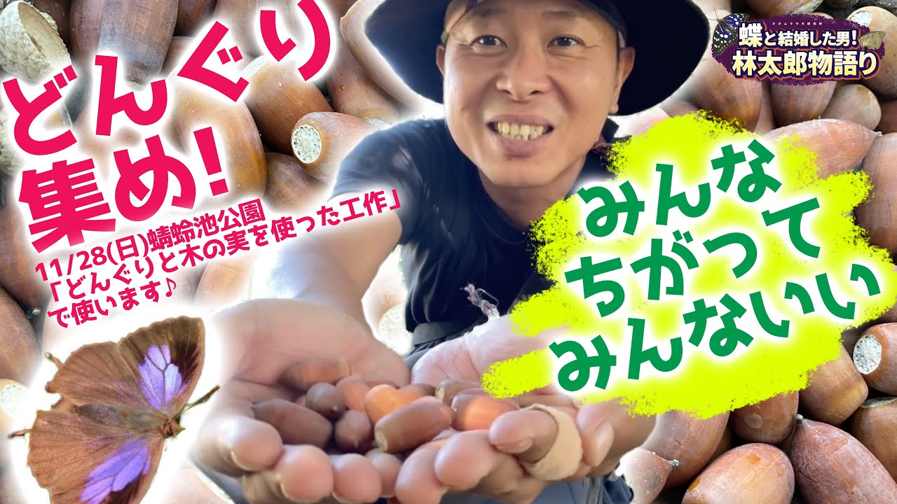 どんぐりページ どんぐりころころフルセット | こまむぐ |公式通販｜日本製木の