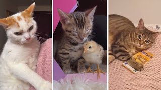 Ultimate Funny CATS Compilation 😺  Funny, Adorable, and Purr-fect Cats! by The Cat's Pajamas 94 views 7 months ago 8 minutes, 19 seconds