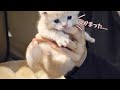 【出口が決壊】子猫の捕獲に成功しましたw スコティッシュフォールドつむの子猫の成長記録… kitten and go out