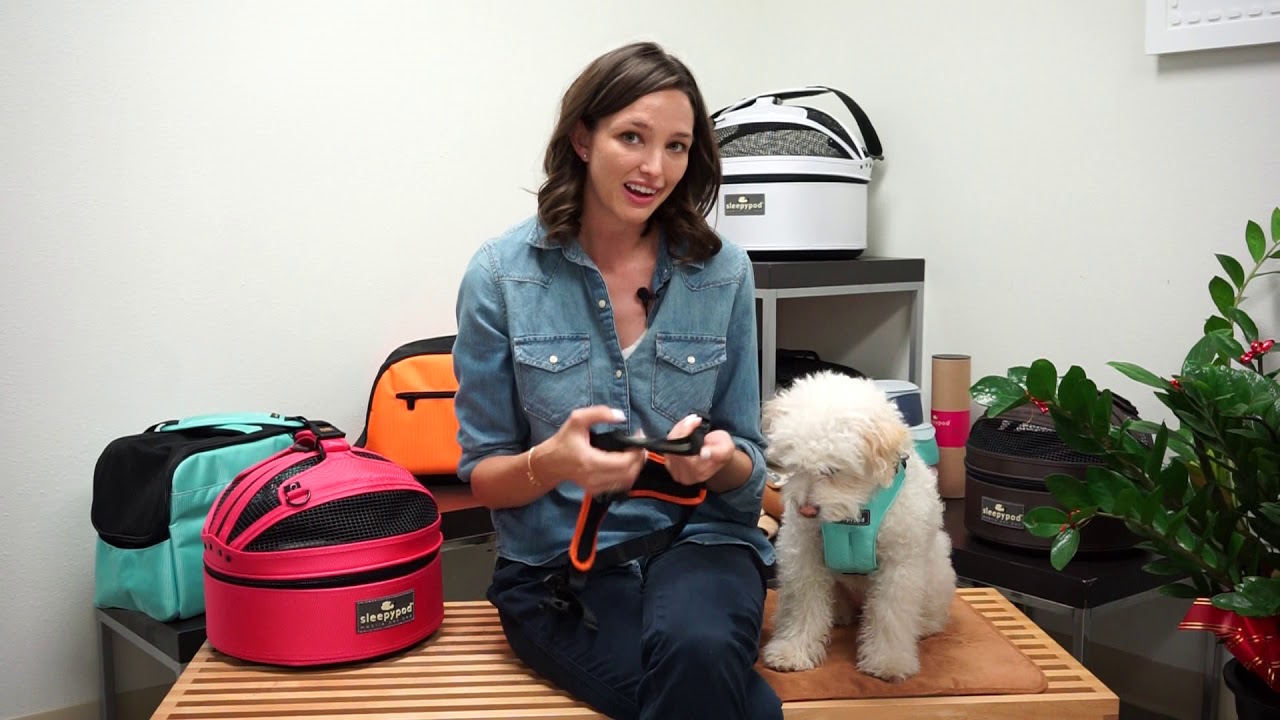 Is it necessary to replace a pet safety restraint after an accident?