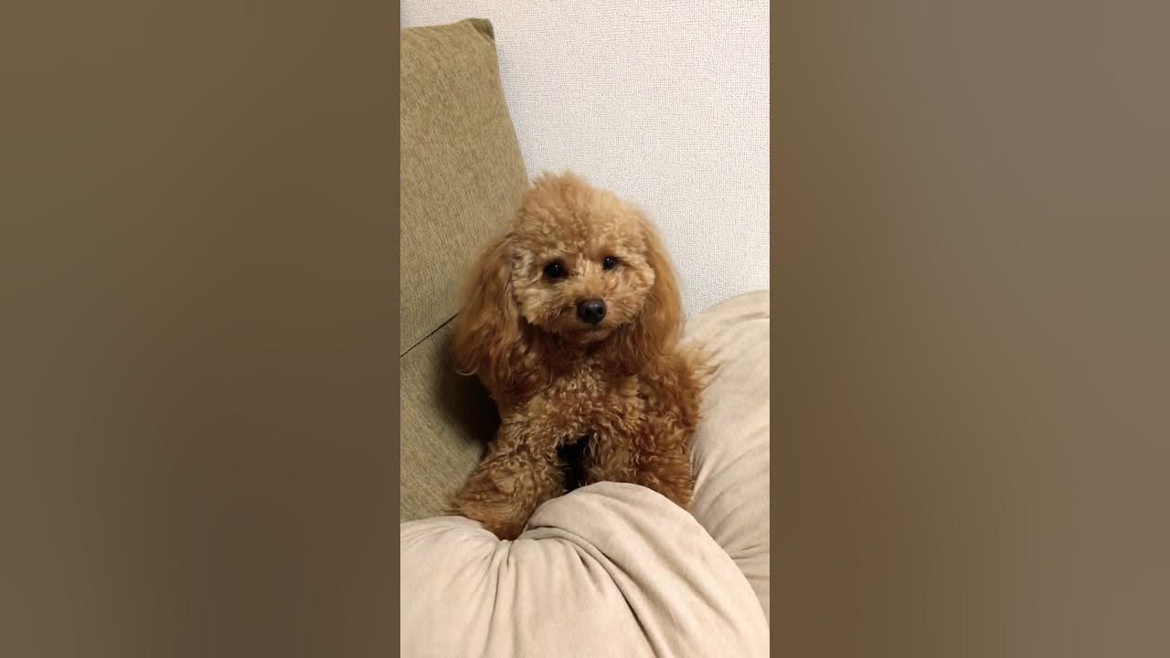 チューバッカの声で文句を言うトイプードルのちまじろう Youtube チューバッカの声で文句を言うトイプードルのちまじろう Youtube