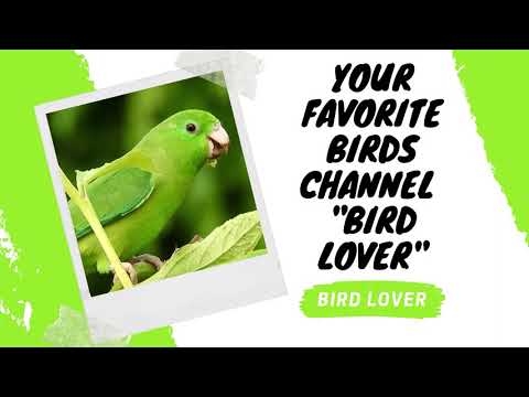 Canaries Breeding 2021