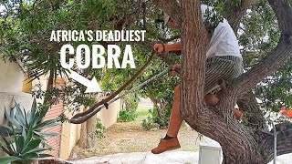 INTENSE Cape Cobra Rescue, Up a Tree!