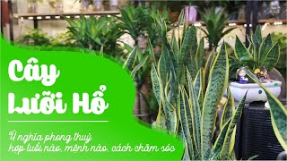 Cây lưỡi hổ là gì? Ý nghĩa phong thủy, tác dụng và cách trồng