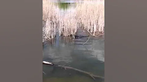 Amani swimming