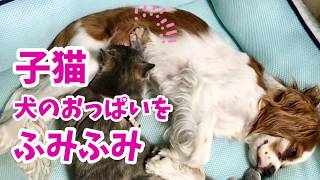 ［保護猫］犬のおっぱいを〝ふみふみ”する子猫