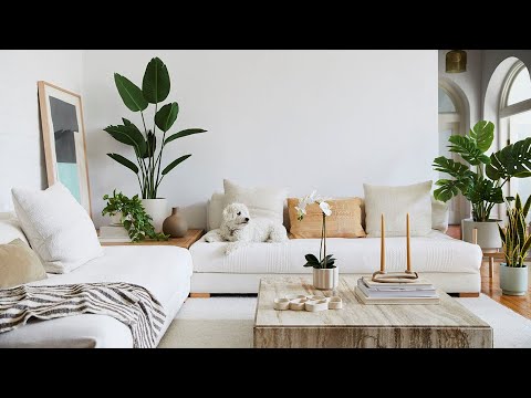 Dale Vida a tu Sala con Plantas Naturales - El Lenguaje de las plantas YouTube