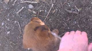 rottweiler mix golden retriever 2
