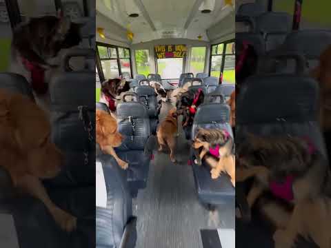 This Dog Has a Secret School Mission 😅