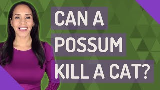 Can a possum kill a cat?