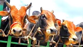 EP-72 cow video | cow unloading | goru video | hamba