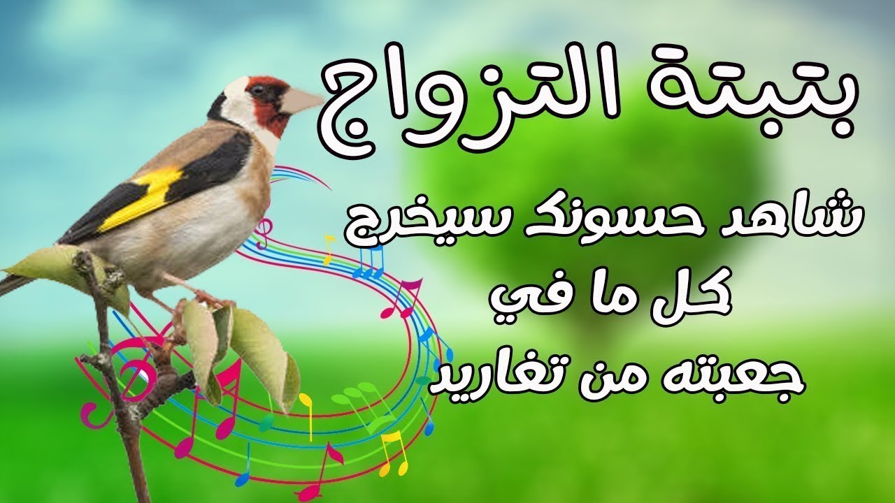 تزاوج حسون 2023 | تحفيز الحسون على التزاوج | لا صمت بعد اليوم