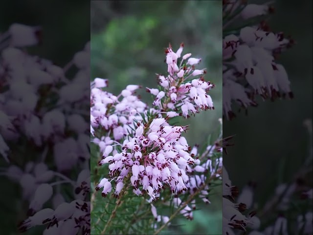 4K ASMR NATURE 🌿 CAMINANDO por EL CAMPO 🌺 #asmrvideo #asmrnature