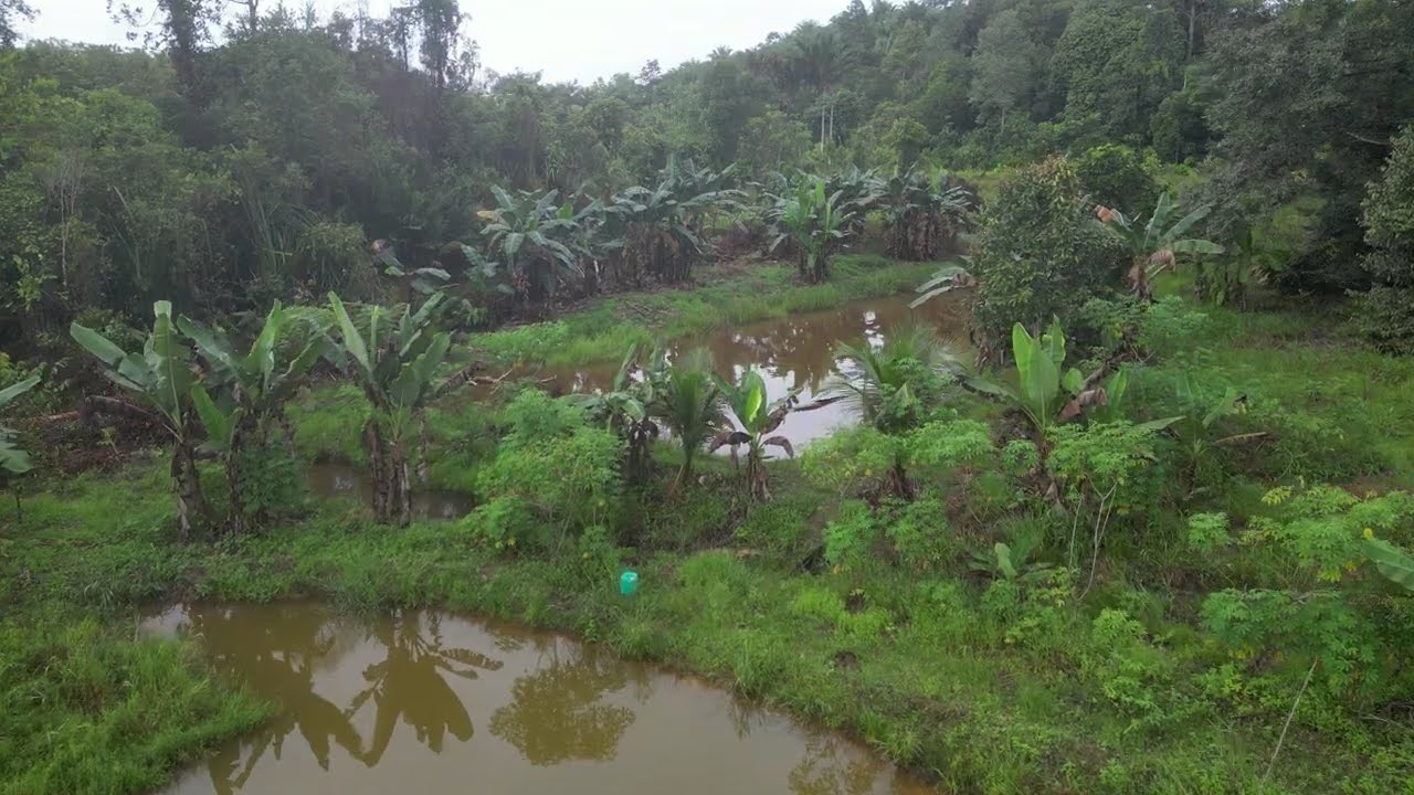 Family farm house, Pasai Siong, Sibu, Sarawak, Malaysia.