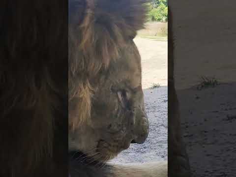 Lion 🦁 Licking its Feet 🐾 | African Lions Safari | Lion Maintaining it's Mane | Lion King | Lions 🦁