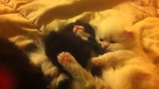 Newborn Persian Kittens Sleeping & Squirming by Shaylee S 467 views 10 years ago 33 seconds