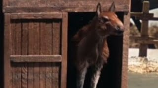 THE VALLEY OF GWANGI [1969] - eohippus screen time