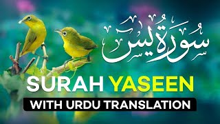 Surah Yasin ( Yaseen ) with Urdu Translation | Quran Tilawat Beautiful Voice | Hindi Tarjuma