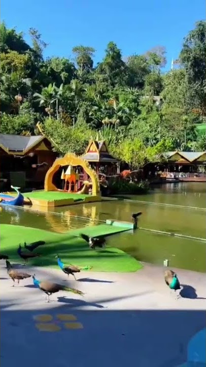 Burung Merak