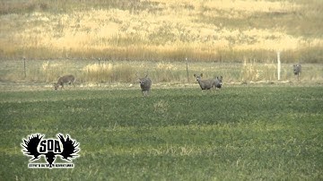 Wyoming White Tail Deer From CVA