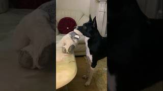 watch my dog reaction on Twilight Resimi