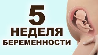 Что происходит с мамой и ребёнком на 5 неделе беременности? 2 месяц беременности. Первый триместр.