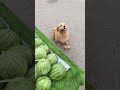 Golden Retriever Trade a Brick for Watermelon #shorts #dogs