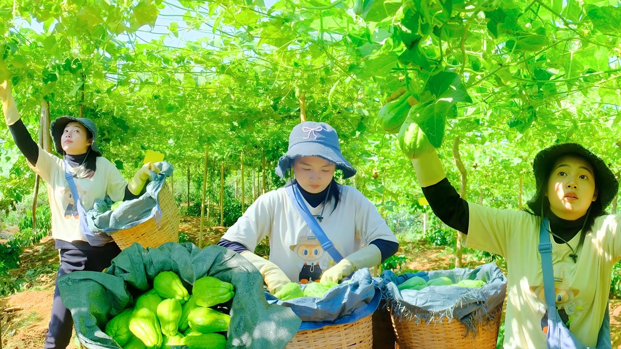 Harvesting Chayote to Sell at the Market | Buying an Old Wooden Cabinet & Sprouting Chayote