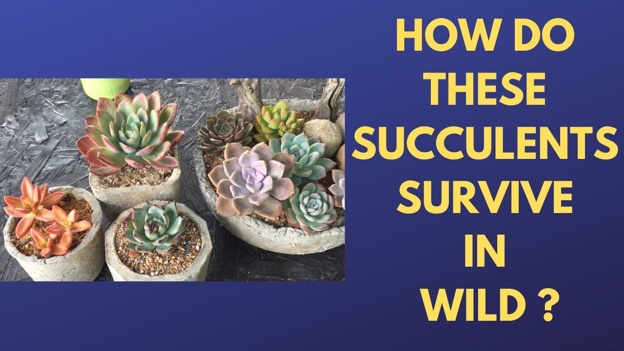 || HOW DO THESE SUCCULENTS SURVIVE IN WILD WITH AN EXTREME ENVIRONMENT ? ||