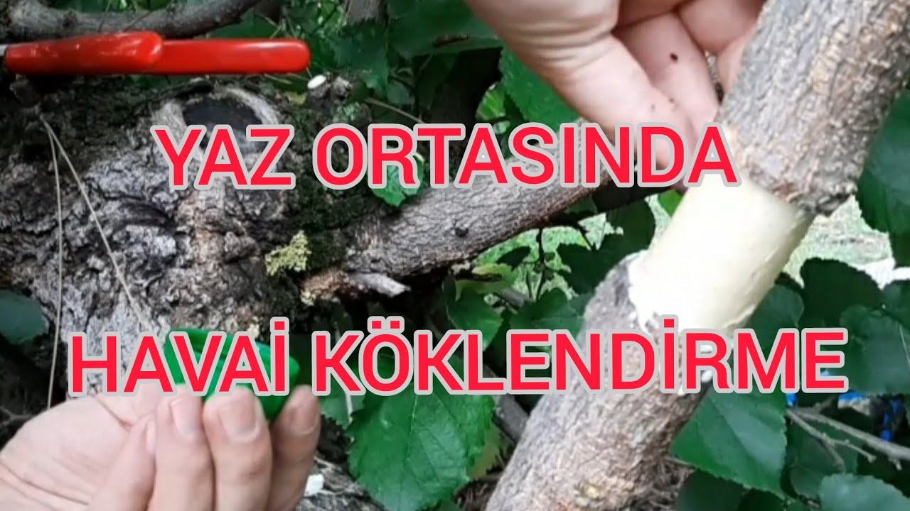 YAZ ORTASIN DA HAWAI KÖKLENDİRME