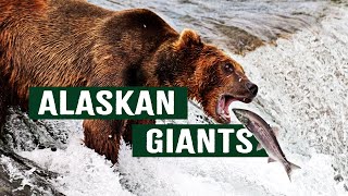 Tracking Alaska's Giant Grizzly Bears Across The Remote Aleutian Islands | Apex Predators