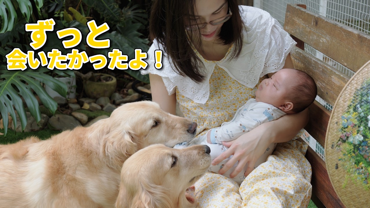 大好きな赤ちゃんに会えると分かった瞬間、全力で走ってくるゴールデンレトリバーたちが可愛すぎた!