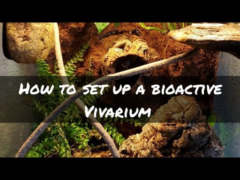 diya tailors How to Set Up a Bioactive Crested Gecko Enclosure!