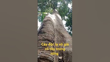 Cây độc lạ vô giá cổ thụ trong rừng sâu.l Sinh Tồn Tây Nguyên.