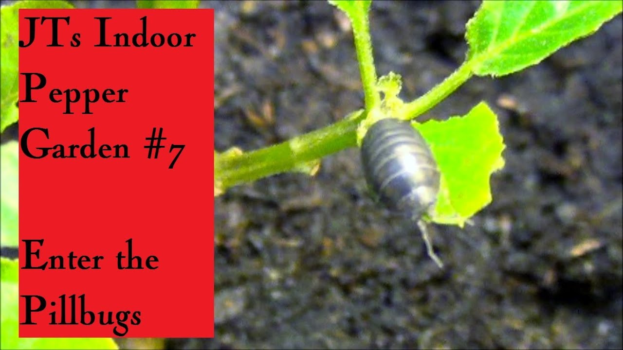 Jts Indoor Pepper Garden 7 Enter The Pillbugs Youtube