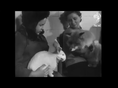 Video: Veterinārārsts Pret Veterinārārstu