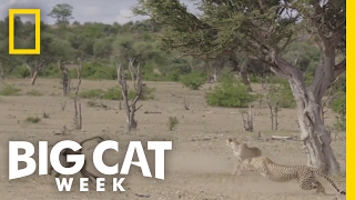 Baboon vs. Cheetah | Big Cat Week