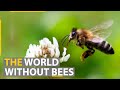 What does the extinction of bees mean for all of humanity?