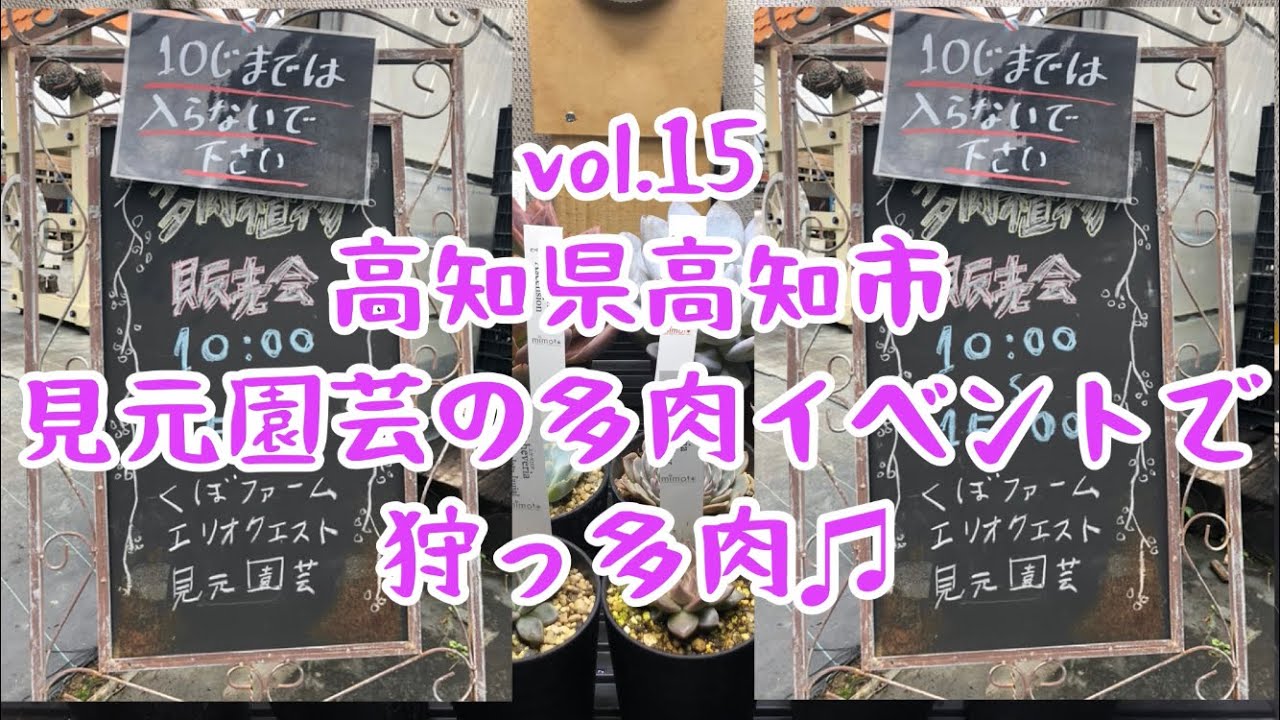 多肉植物 高知県高知市見元園芸の多肉イベントで狩っ多肉 エケベリア Succulent Youtube