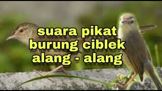 suara pikat ciblek alang-alang, untuk suara pancingan ciblek.