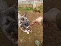 鹿の骨付き肉を喰う犬達 #いぬのきもち #いぬのいる生活 #いぬすたぐらむ #犬のいる暮らし #猟犬 #日本犬