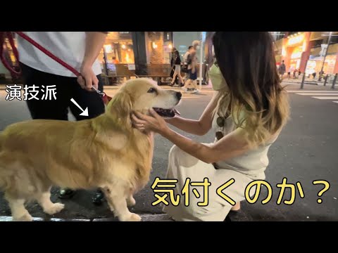 いきなりゴールデンレトリバーが現れたらセブンだと気付くのか？【ドッキリ】