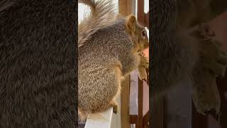 Fox Squirrel Anxiously Waiting for Peanut! #squirrel