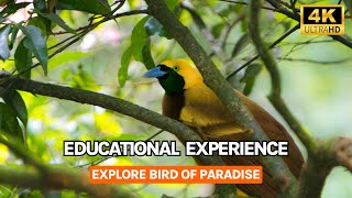 Mesmerizing Mates: The Spectacular Courtship of Birds of Paradise in 4K. #birdwatching #birds