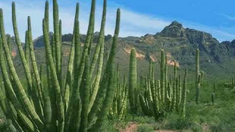 سورة الزمر • أحمد العجمي | Ahmad Al-Ajmi • Surah Al-Zumar