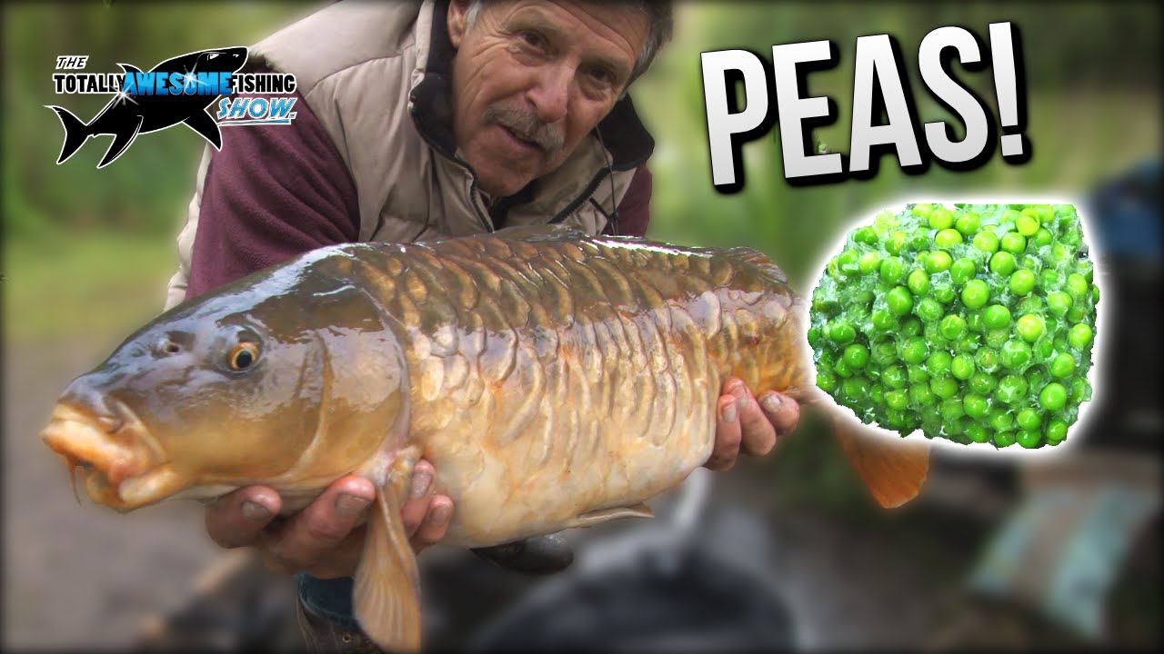 Epic Carp Fishing with PEAS!