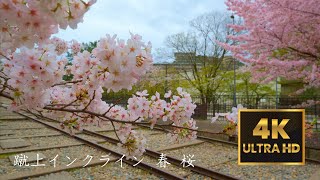 Kyoto Wander Plan - Keage Incline Spring Cherry Blossoms | 京都散策計画 蹴上インクライン 春 桜 | 京都漫步计划 蹴上斜坡 春 樱花