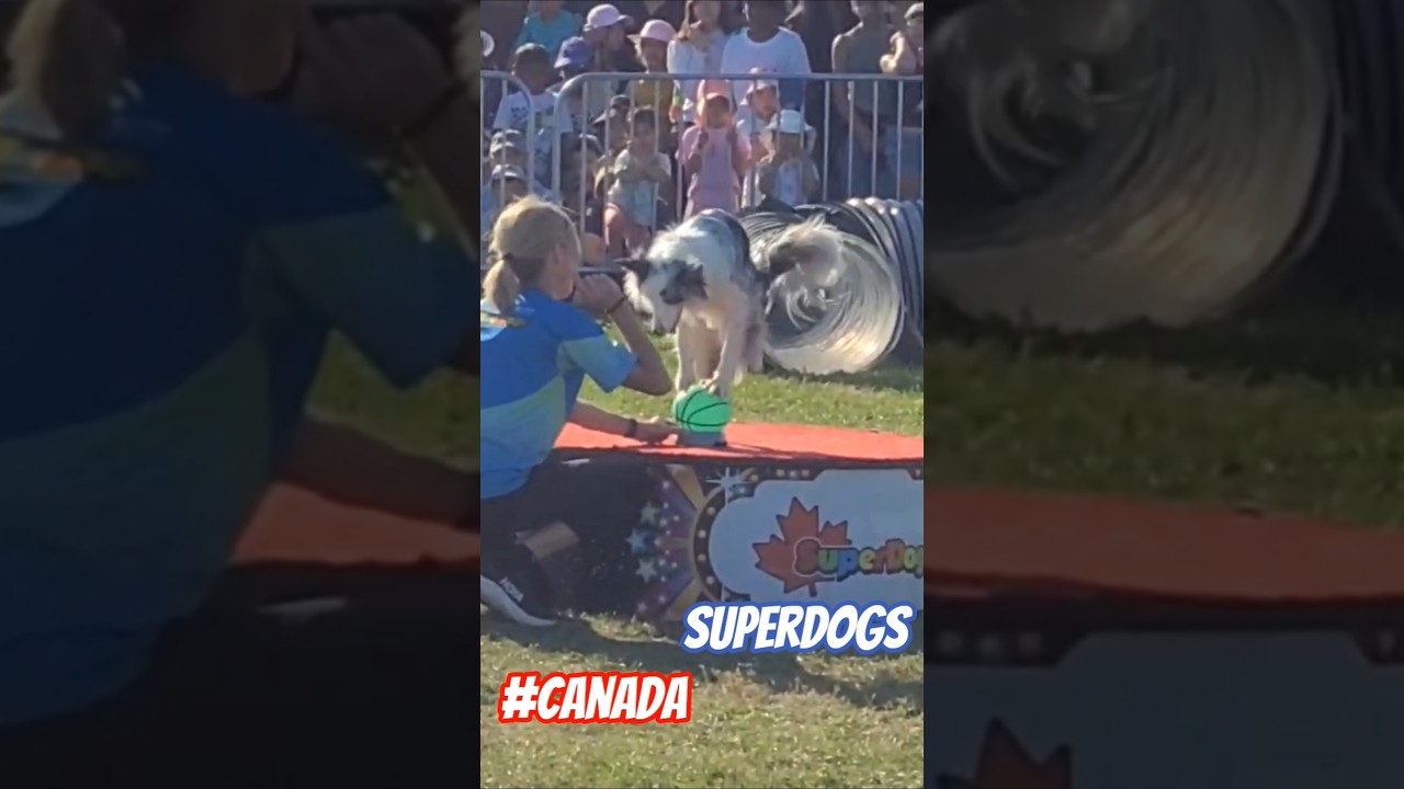 Absolutely Incredible Balancing Dog 