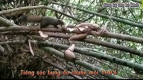 Tiếng sóc bụng đỏ kêu_ Gọi cả đàn đi ăn mồi chuẩn 100% mới nhất 2023