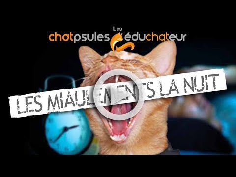 Miaulement la nuit